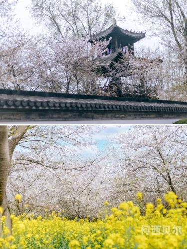 樱花黄片av樱花黄片，探索性新闻资讯