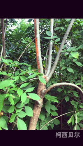 菠萝黄片APP角色设定与文章大纲菠萝appions