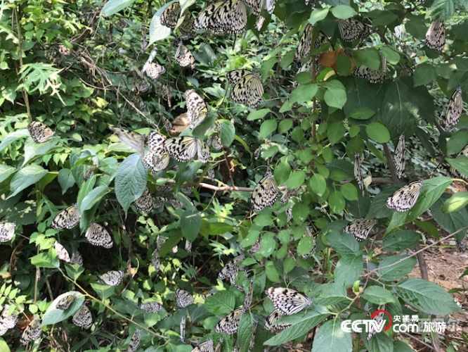 蝴蝶中文成人谷娱乐网——亚洲风情揭秘