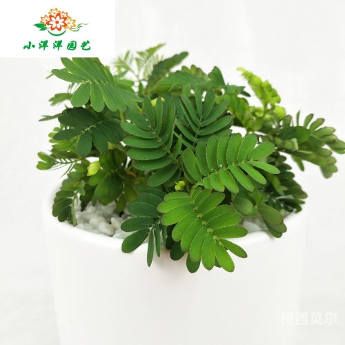 含羞草网站导航，探索绿色植物世界