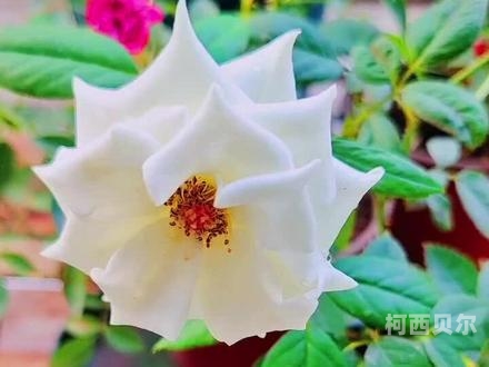 美国业余自由摘花管，探索自由与乐趣的美丽世界美国摘花助攻出血