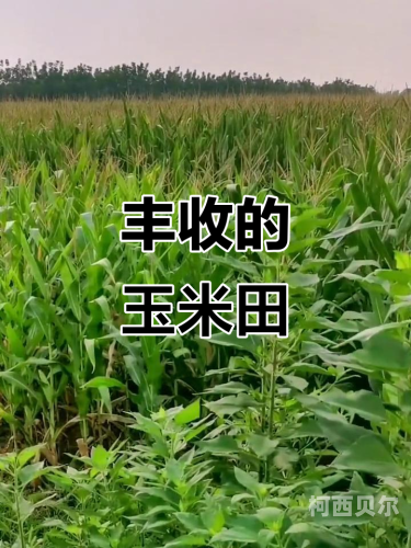 玉米地遇上老头的惬意时光，玉米丰收背后的故事玉米地少
