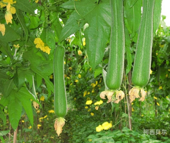 丝瓜视频成人A∨在线播放丝瓜视频成人A∨在线播放，探索视频内容的深度与广度